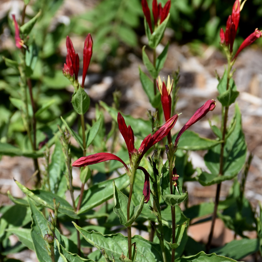 SPIGELIA APPLE SLICES