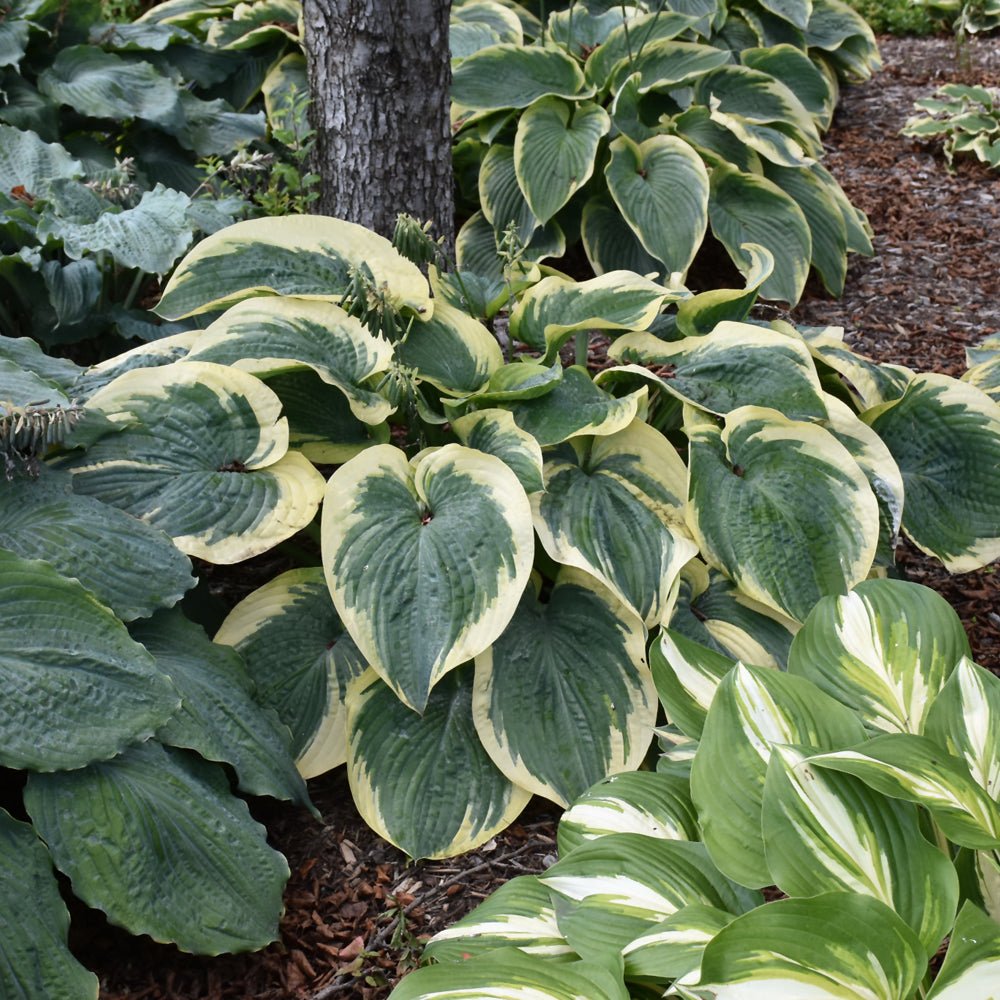 HOSTA TERMS OF ENDEARMENT