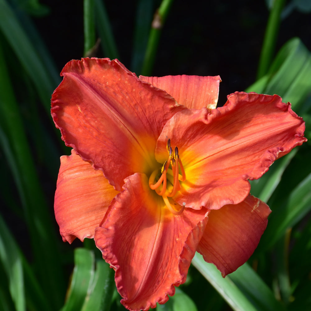 HEMEROCALLIS SOUTH SEAS