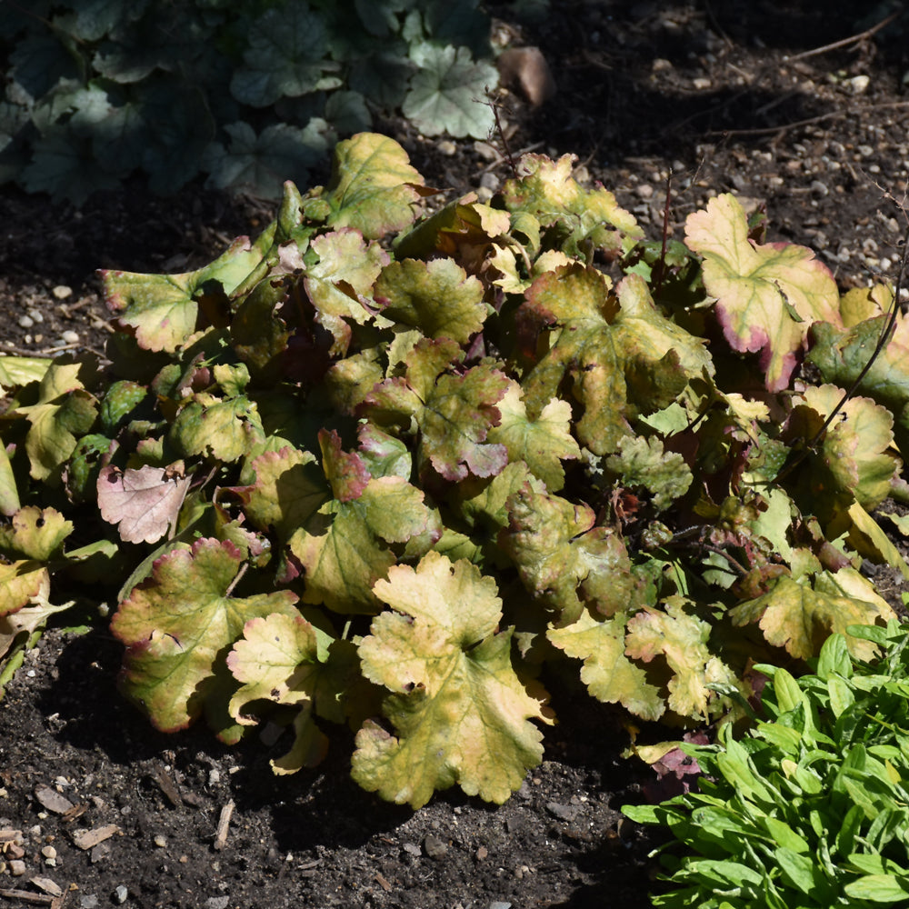 HEUCHERA TOFFEE TART