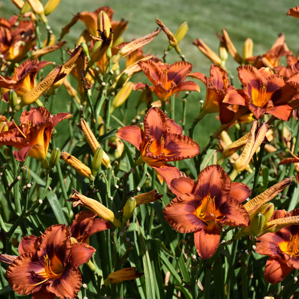 HEMEROCALLIS MIGHTY CHESTNUT