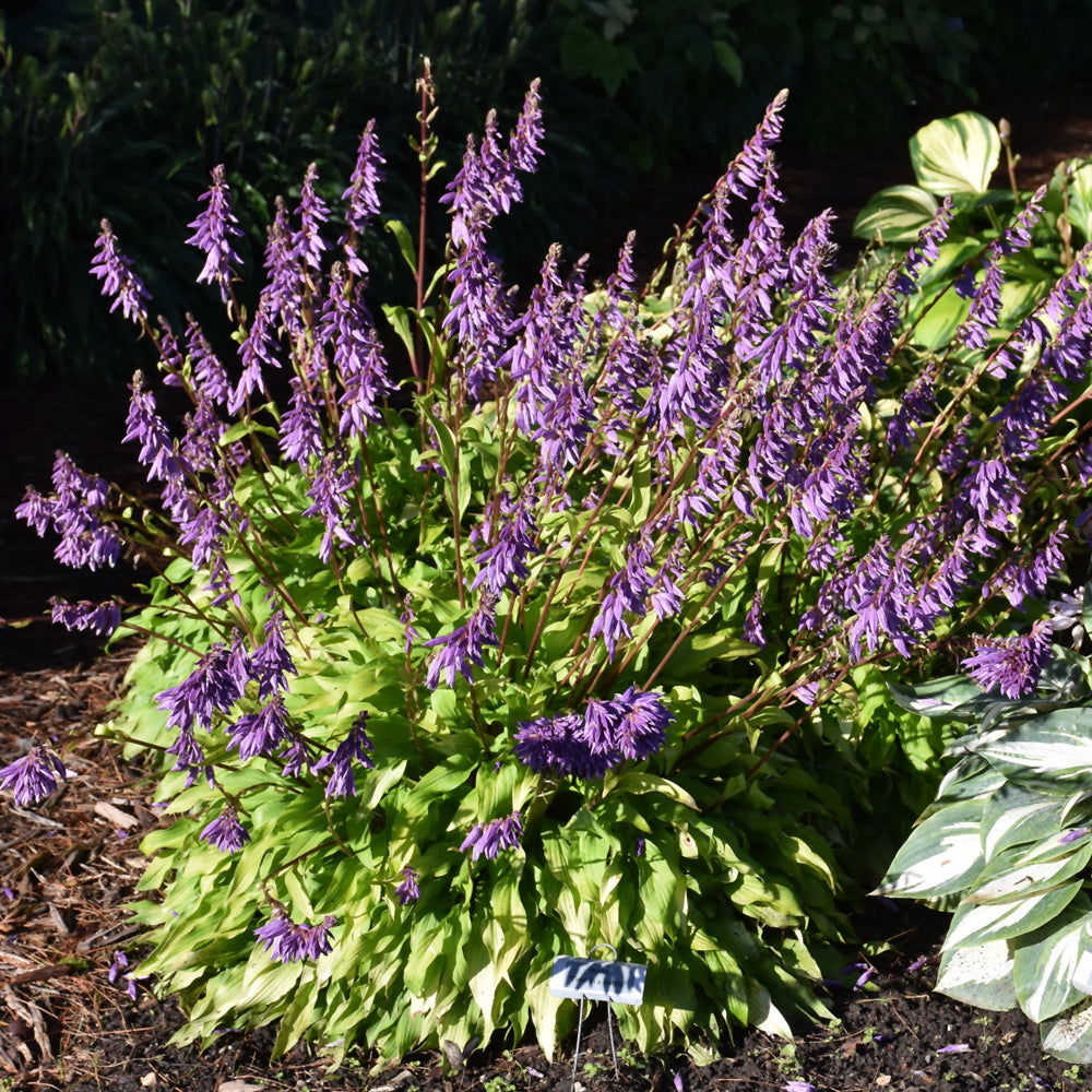 HOSTA TIME IN A BOTTLE