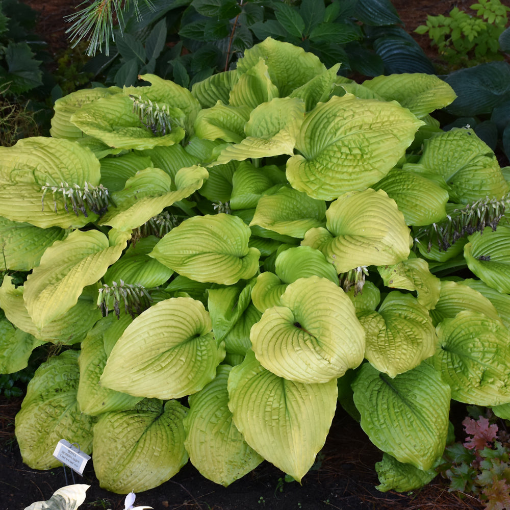 HOSTA COAST TO COAST