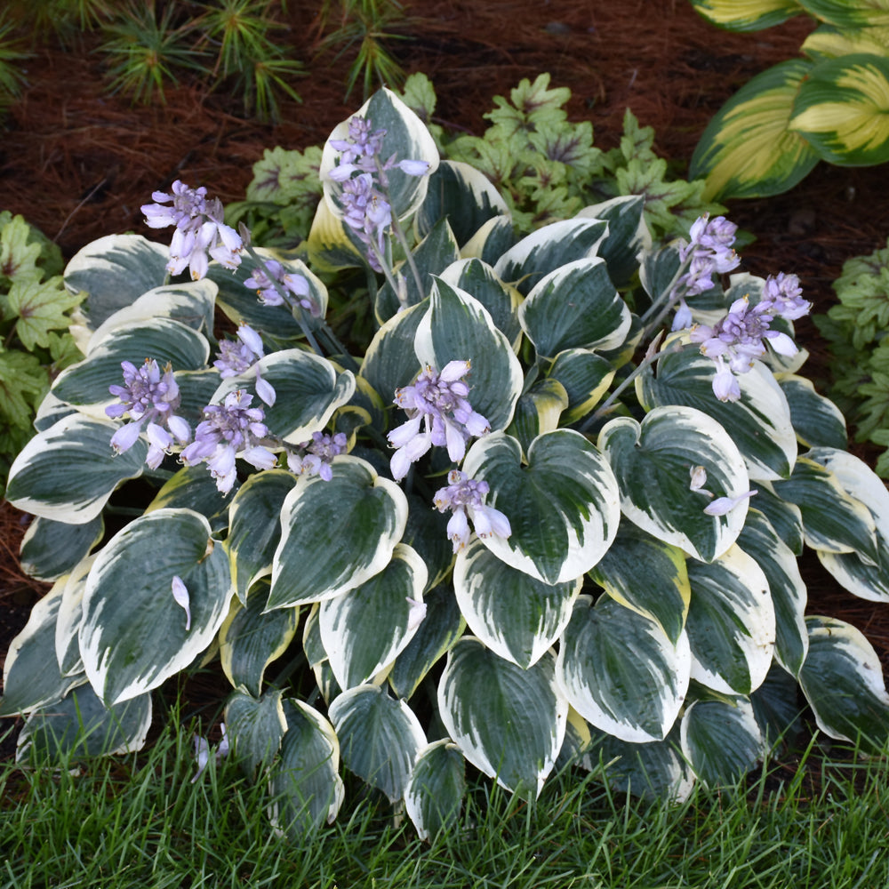HOSTA FIRST FROST
