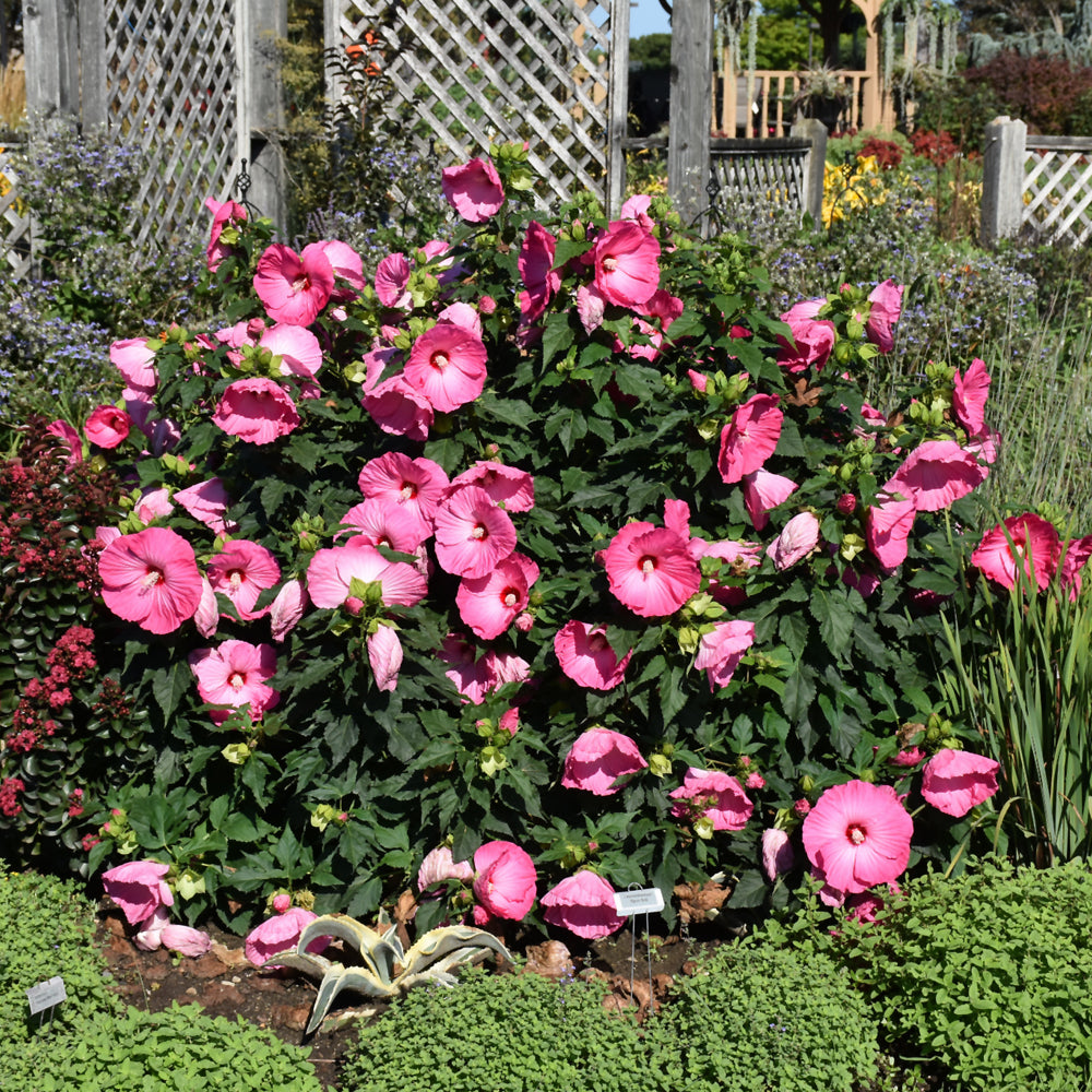 HIBISCUS AIRBRUSH EFFECT