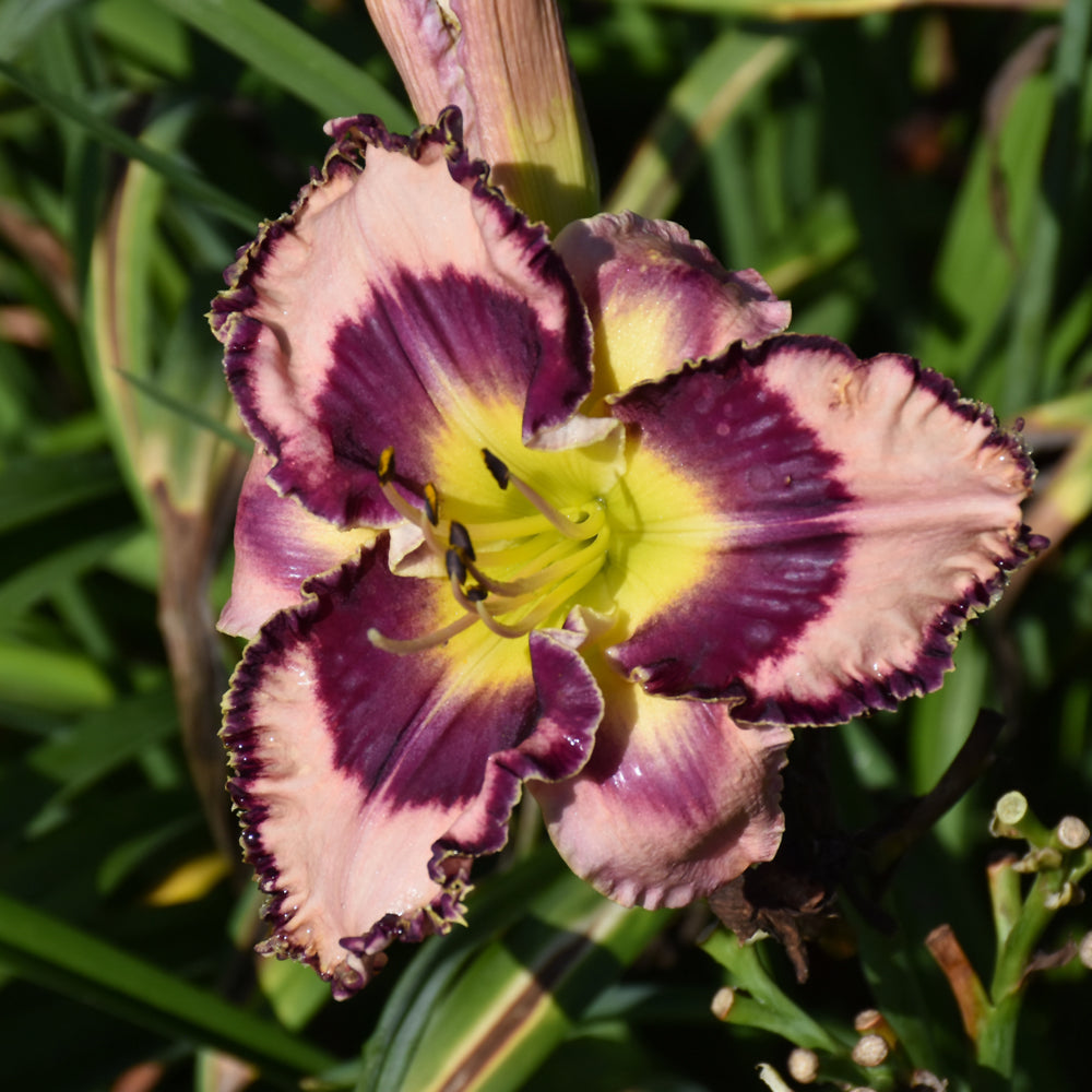 HEMEROCALLIS SOUND OF MY HEART