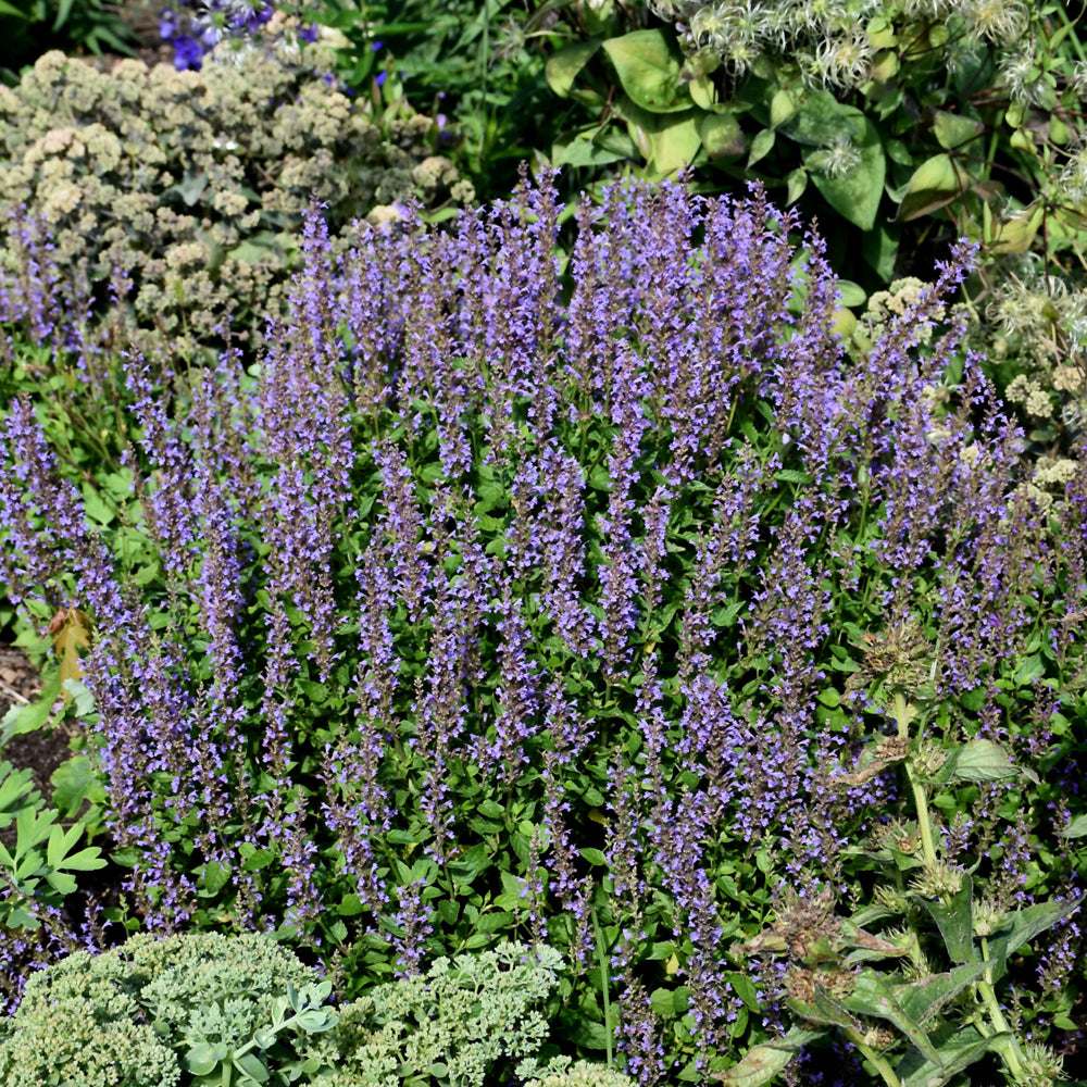 AGASTACHE BLUE BAYOU
