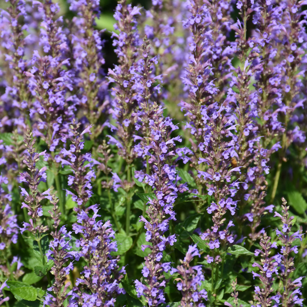 AGASTACHE BLUE BAYOU