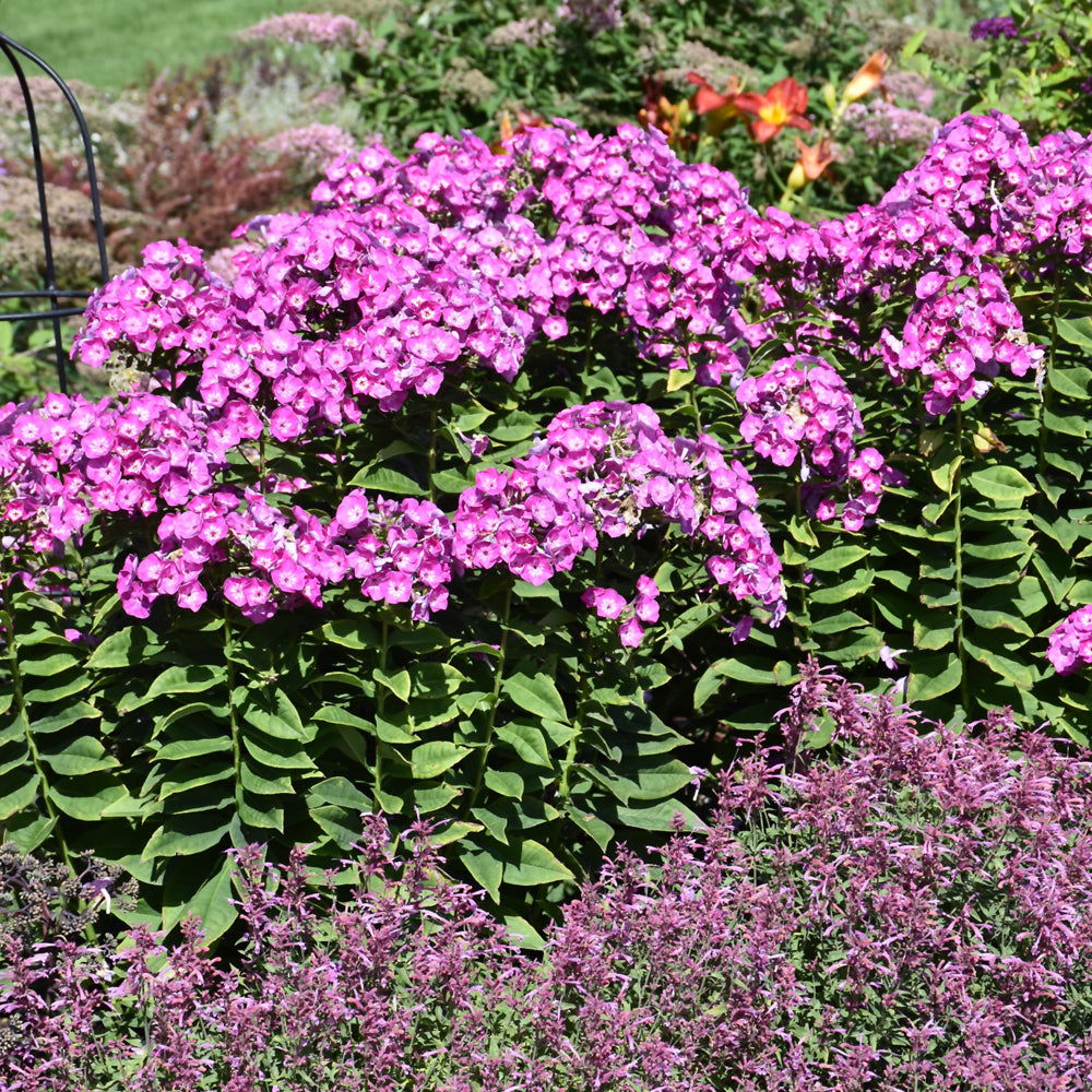 PHLOX COVER GIRL