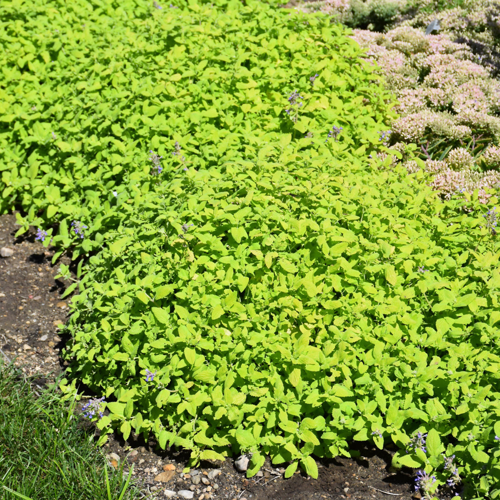 NEPETA CHARTREUSE ON THE LOOSE