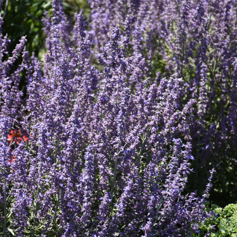 PEROVSKIA SAGE ADVICE