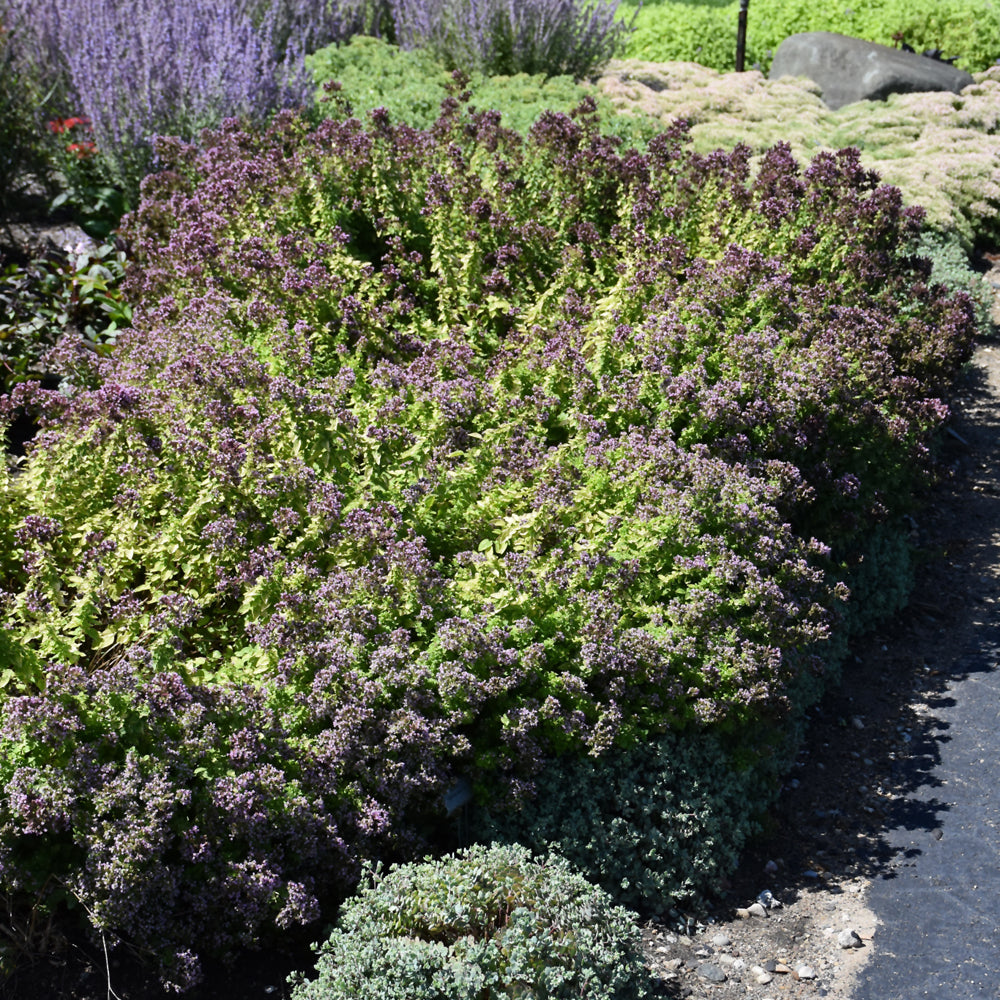 ORIGANUM DROPS OF JUPITER