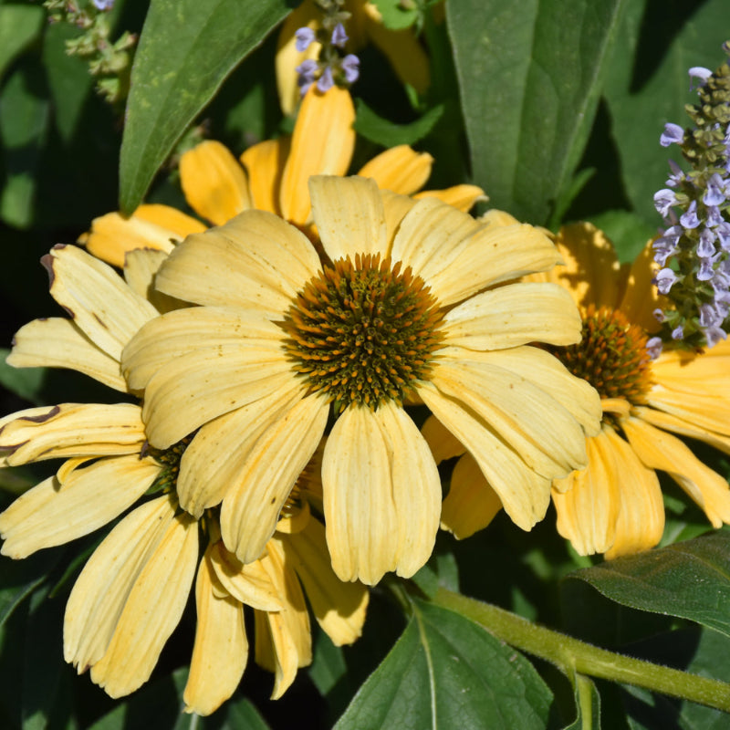 ECHINACEA ONE IN A MELON