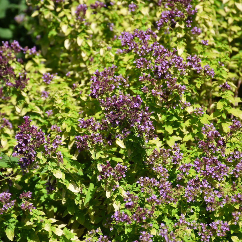 ORIGANUM DROPS OF JUPITER