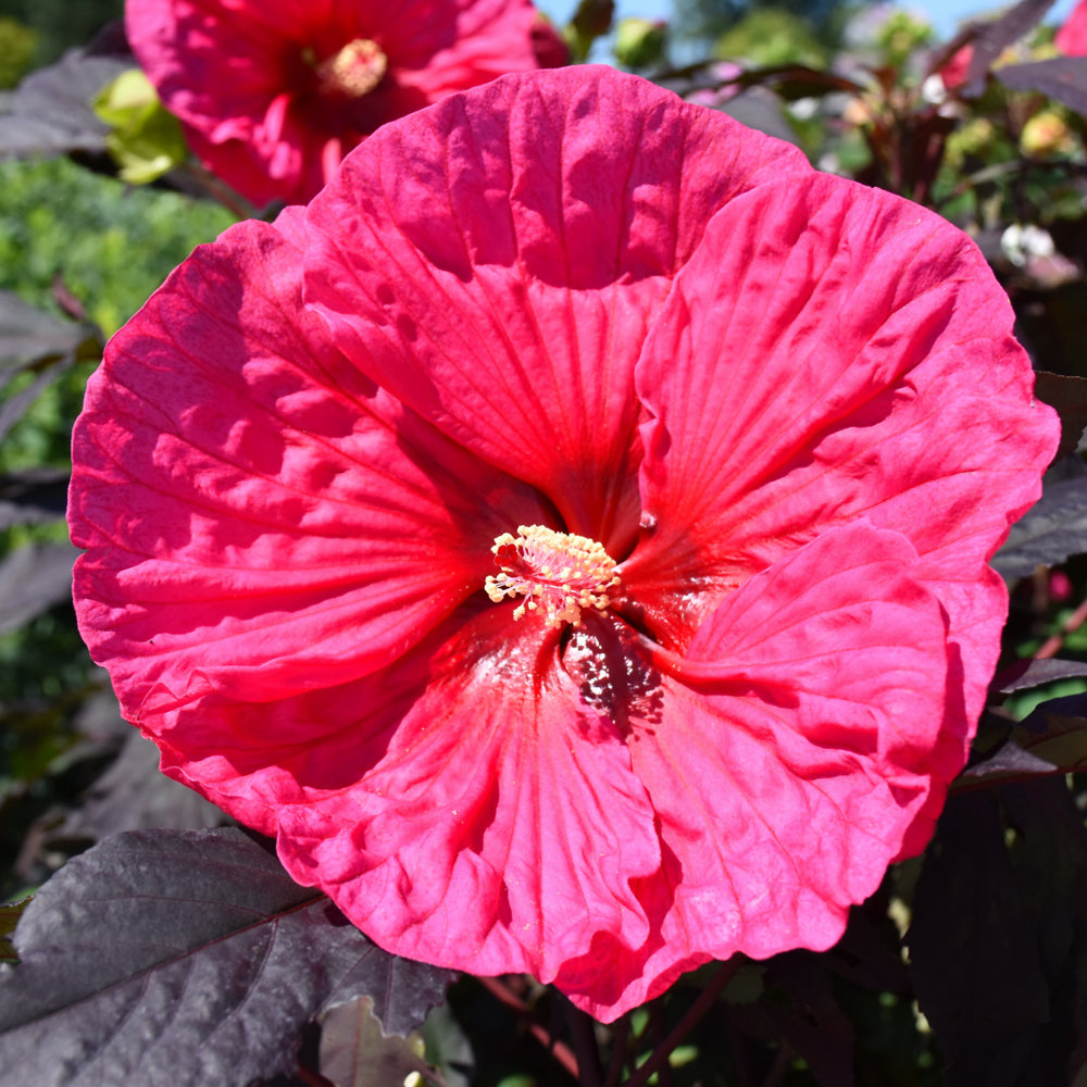 HIBISCUS SUMMERIFIC EVENING ROSE