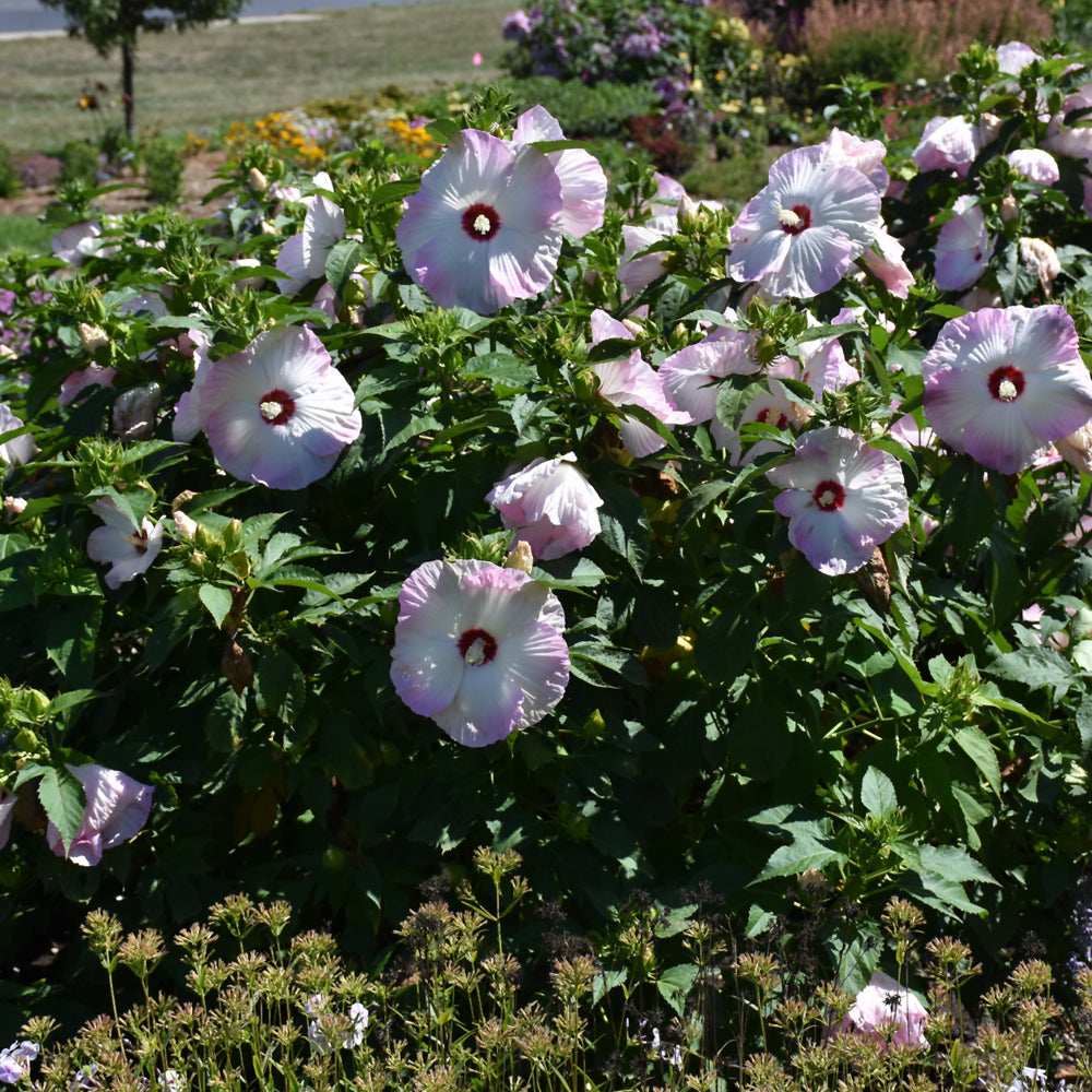 HIBISCUS BALLET SLIPPERS