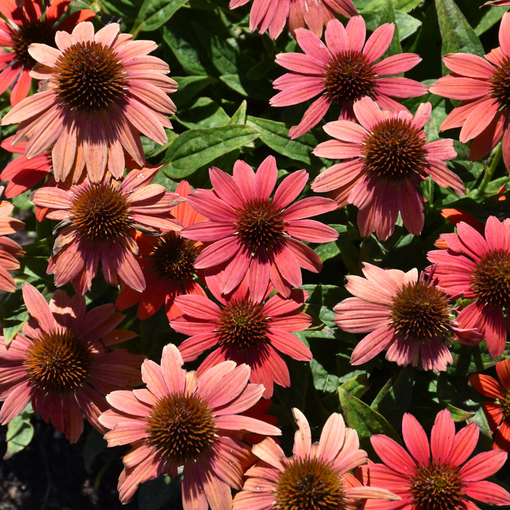 ECHINACEA SUMMERSONG FIREFINCH