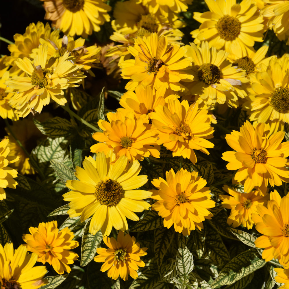 HELIOPSIS BIT OF HONEY