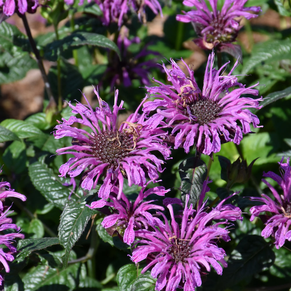 MONARDA LAVENDER TAFFETA BEEBALM