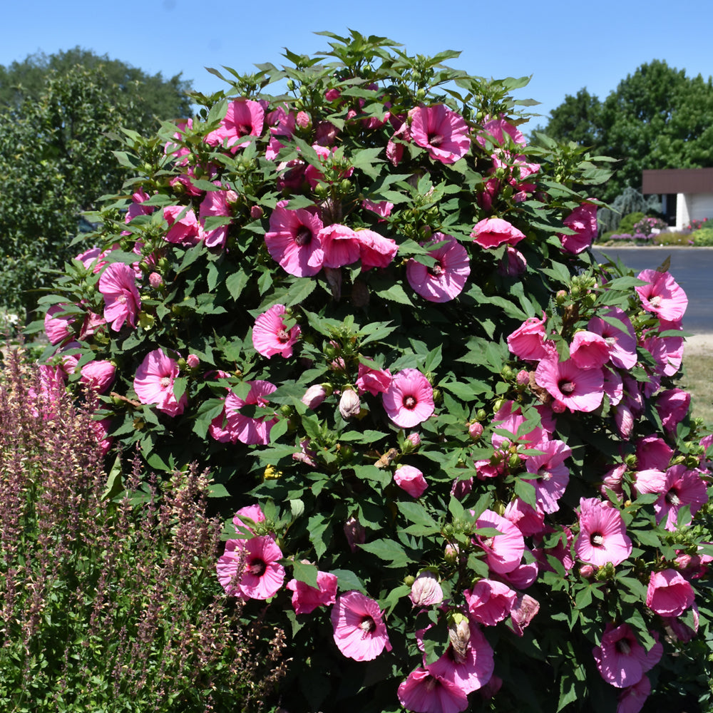 HIBISCUS SUMMERIFIC CANDY CRUSH