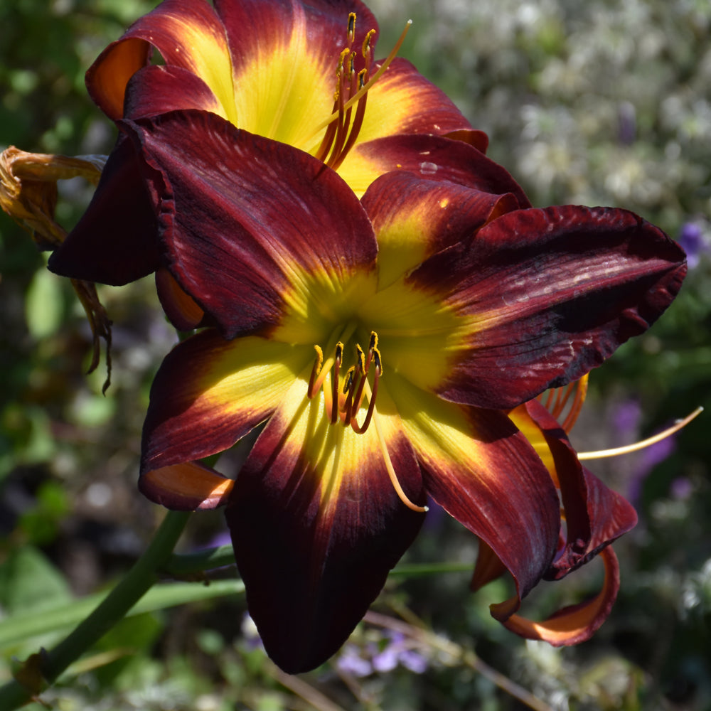 HEMEROCALLIS PERSIAN RUBY
