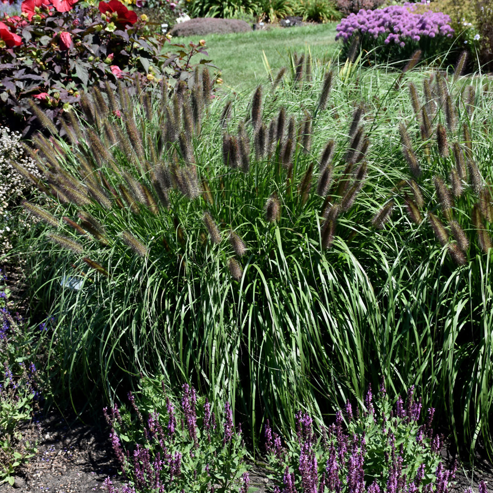 PENNISETUM PUPPY LOVE