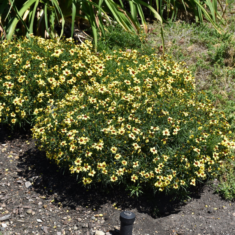 COREOPSIS SIZZLE & SPICE SASSY SAFFRON