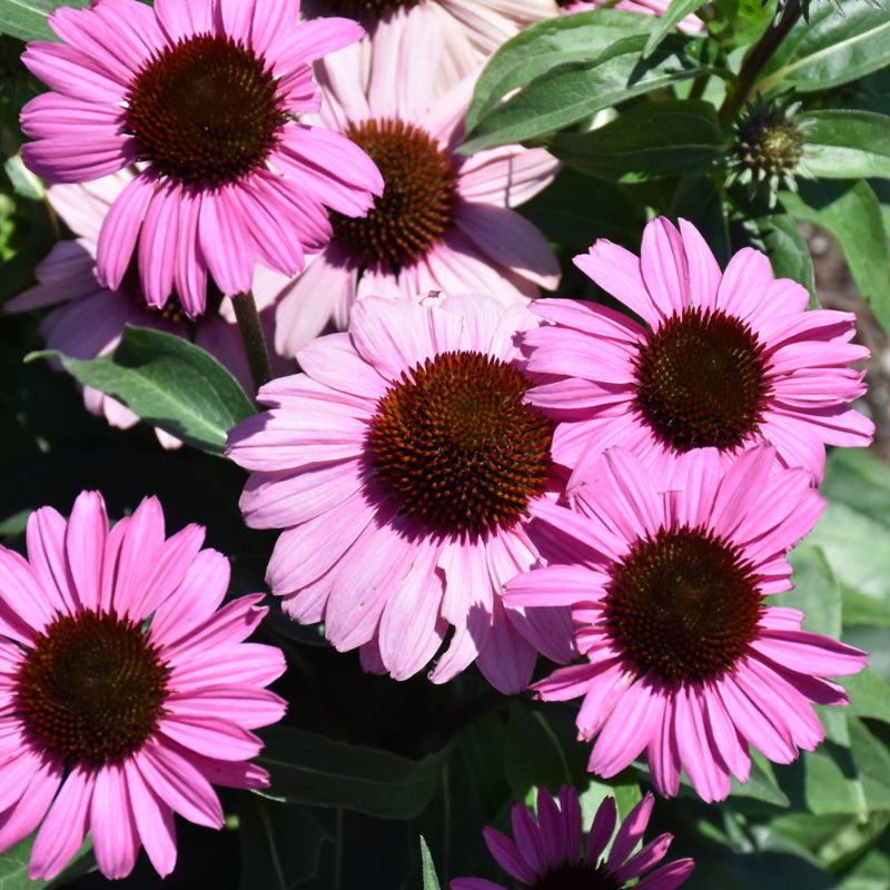 ECHINACEA THE FUCHSIA IS BRIGHT