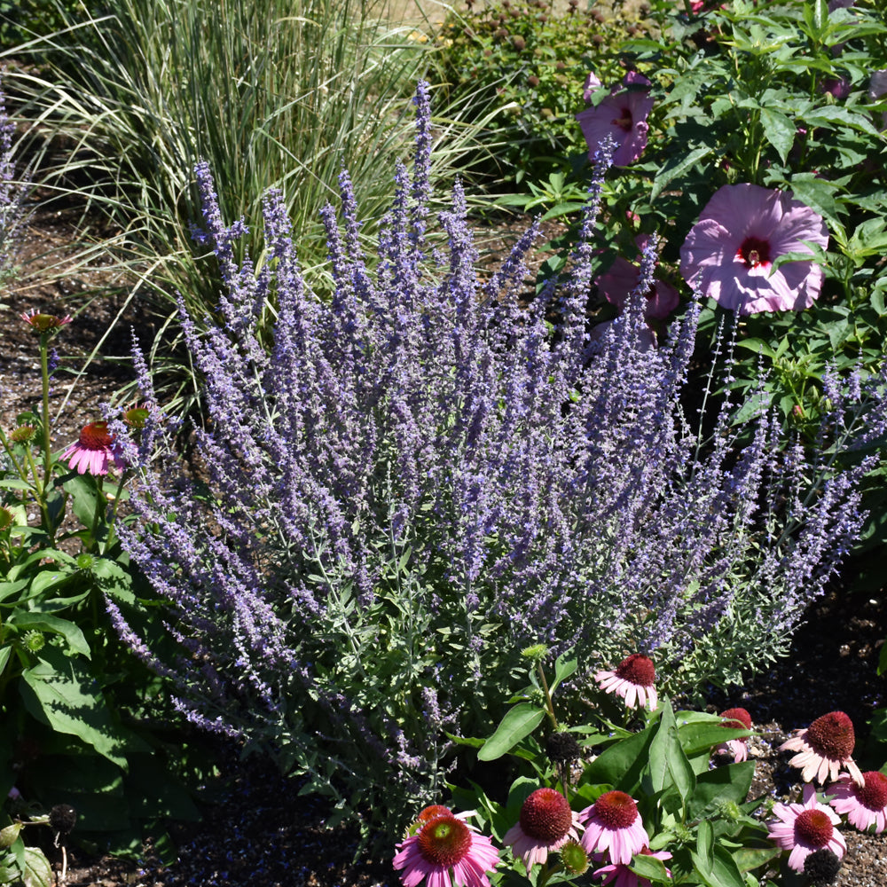 PEROVSKIA PRIME TIME