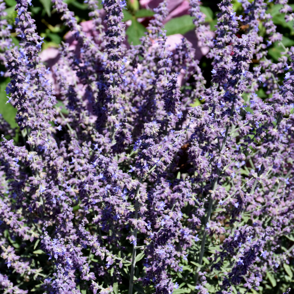 PEROVSKIA PRIME TIME