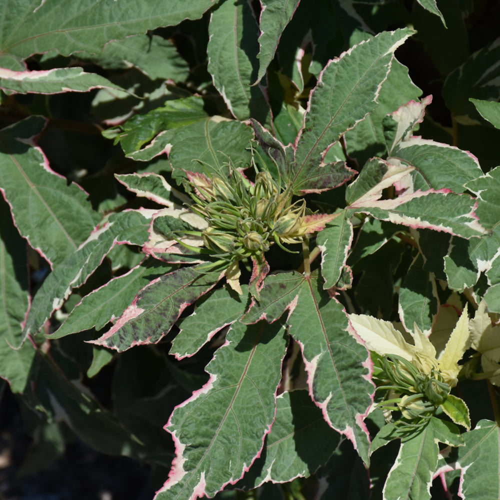 HIBISCUS SUMMER CARNIVAL