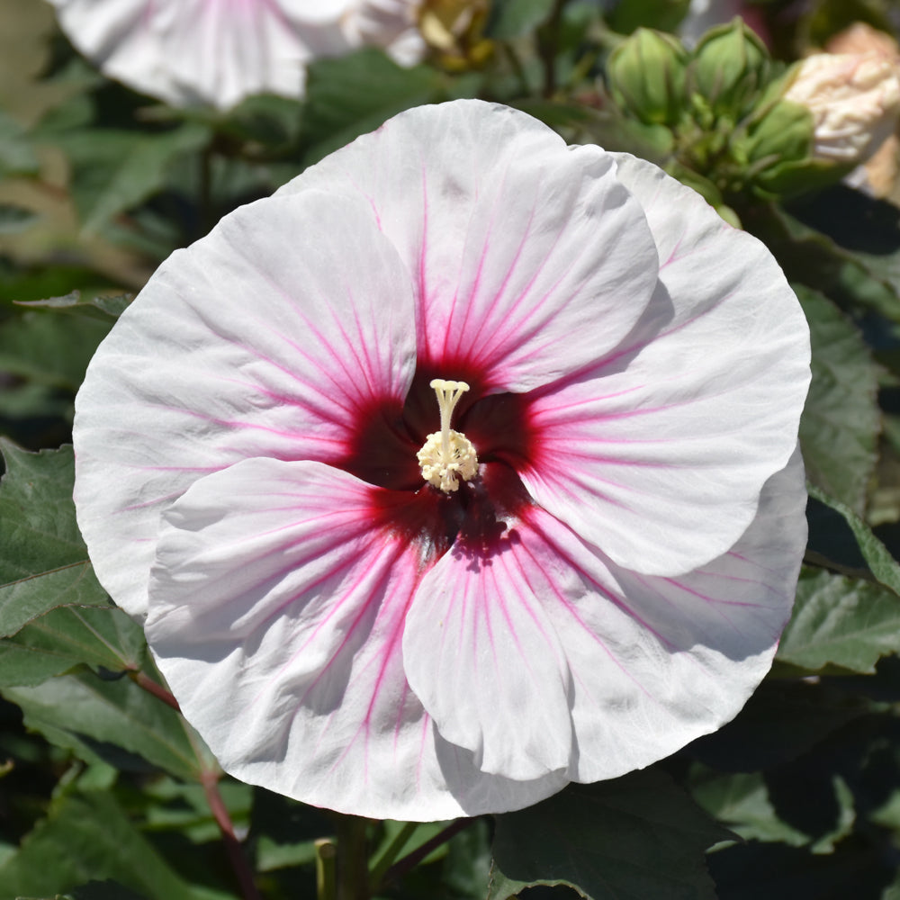 HIBISCUS ANGEL EYES