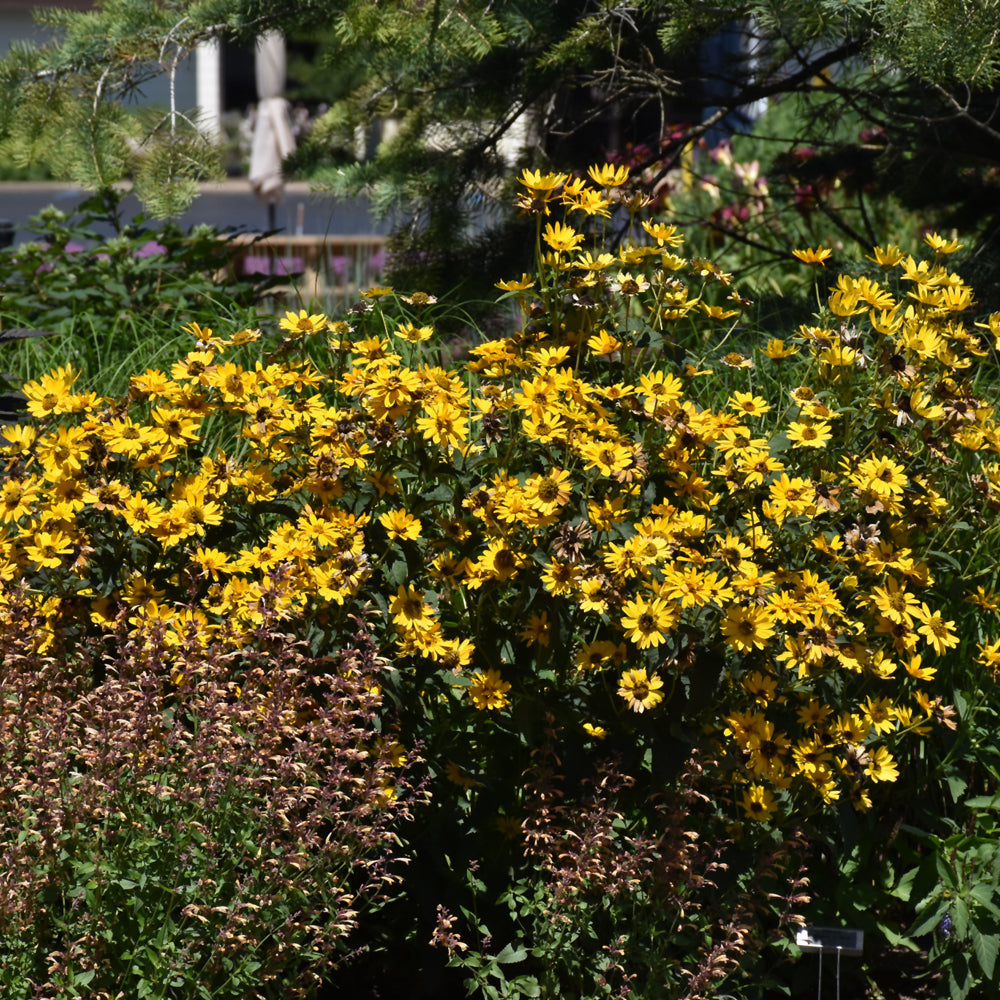 HELIOPSIS OR DE TOSCANE