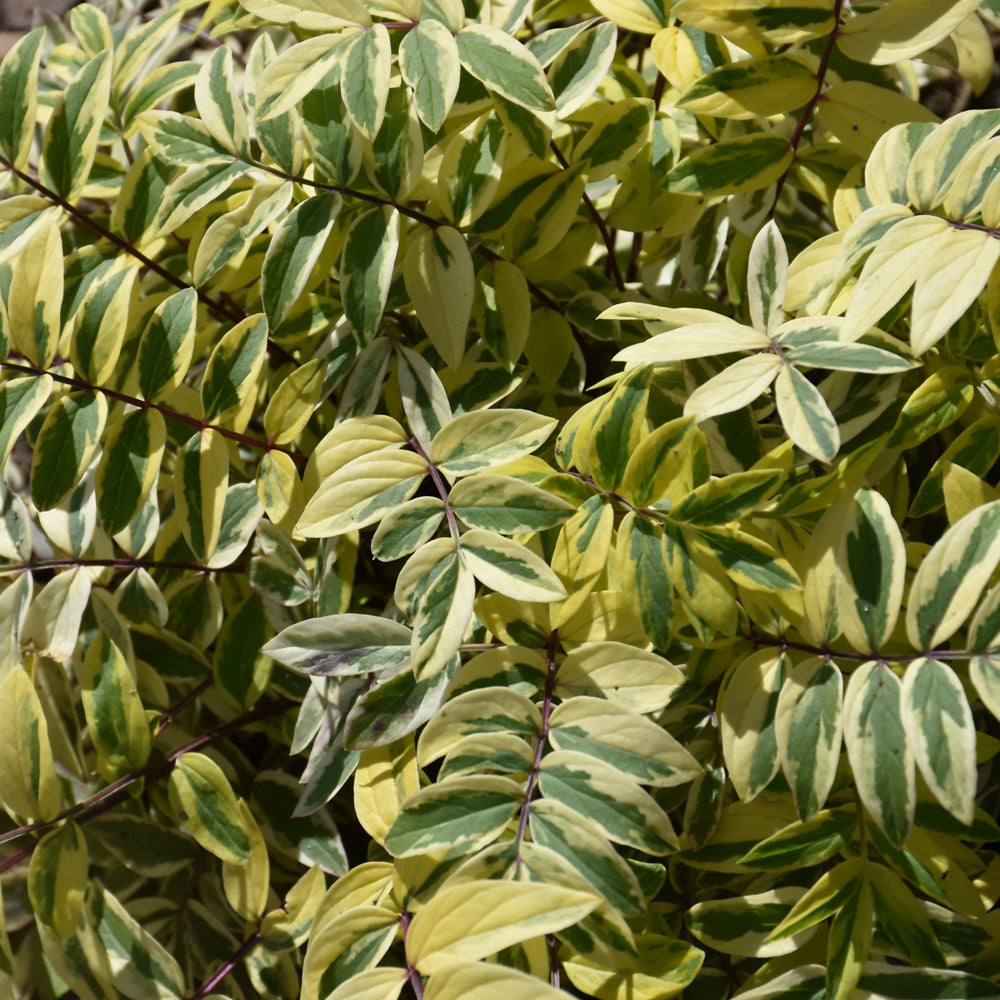POLEMONIUM GOLDEN FEATHERS