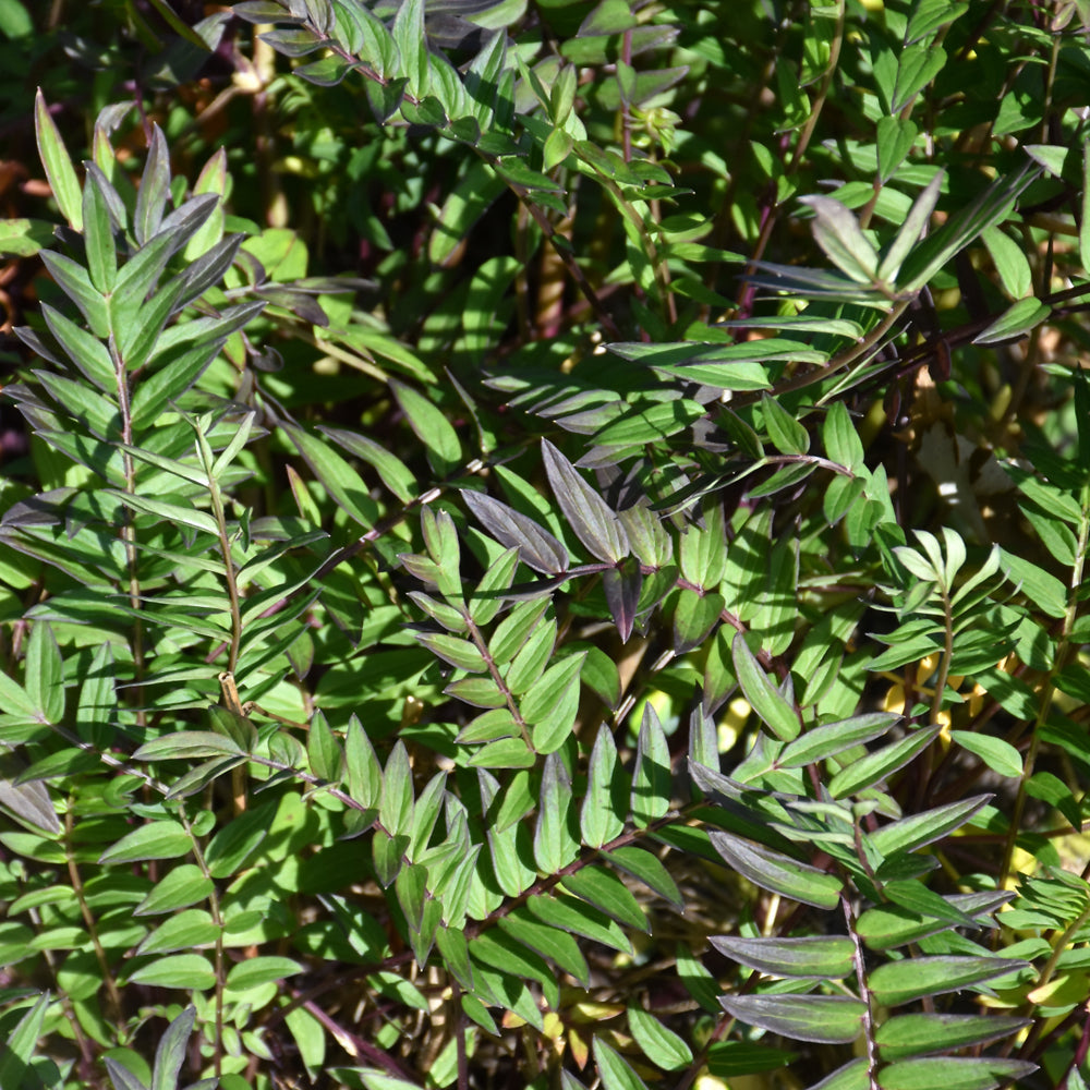 POLEMONIUM BRESSINGHAM PURPLE