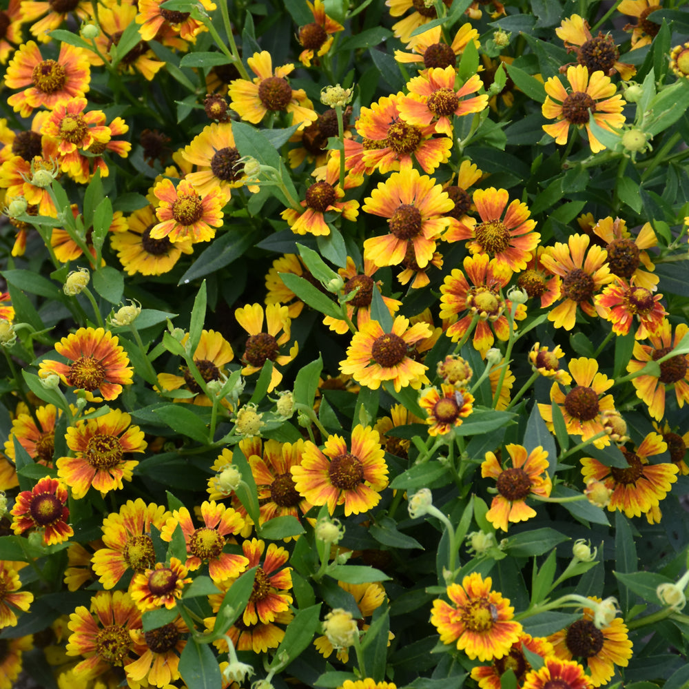 HELENIUM SALUD EMBERS