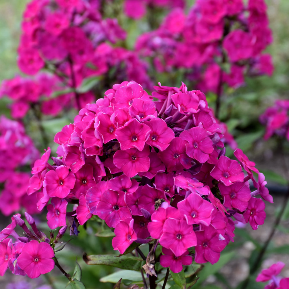 PHLOX SUPER KA POW FUCHSIA
