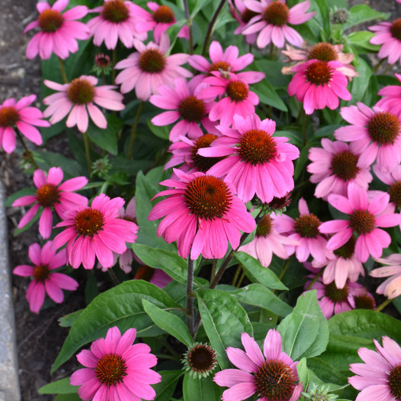 ECHINACEA SOMBRERO ROSADA