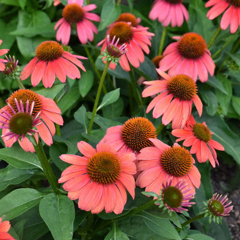 ECHINACEA SOMBRERO TANGO TANGERINE