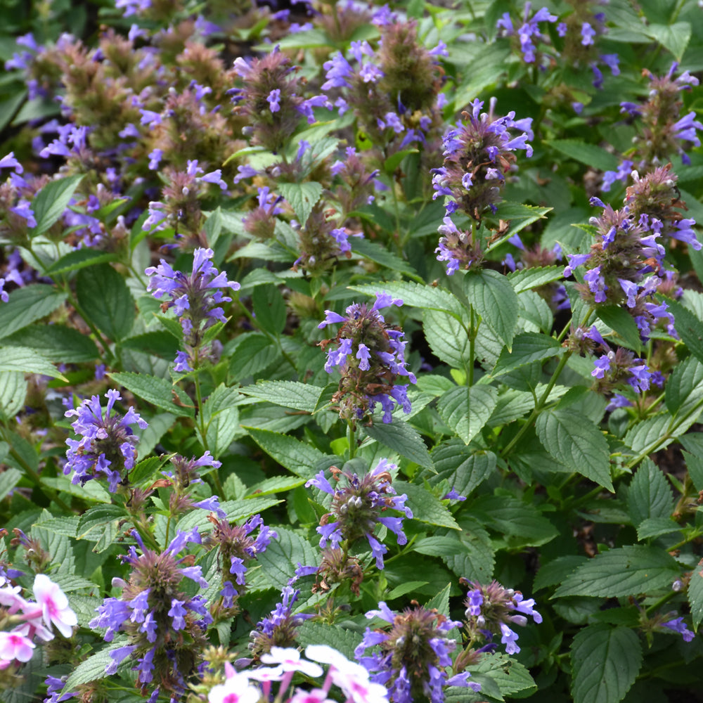 NEPETA BLUE PRELUDE