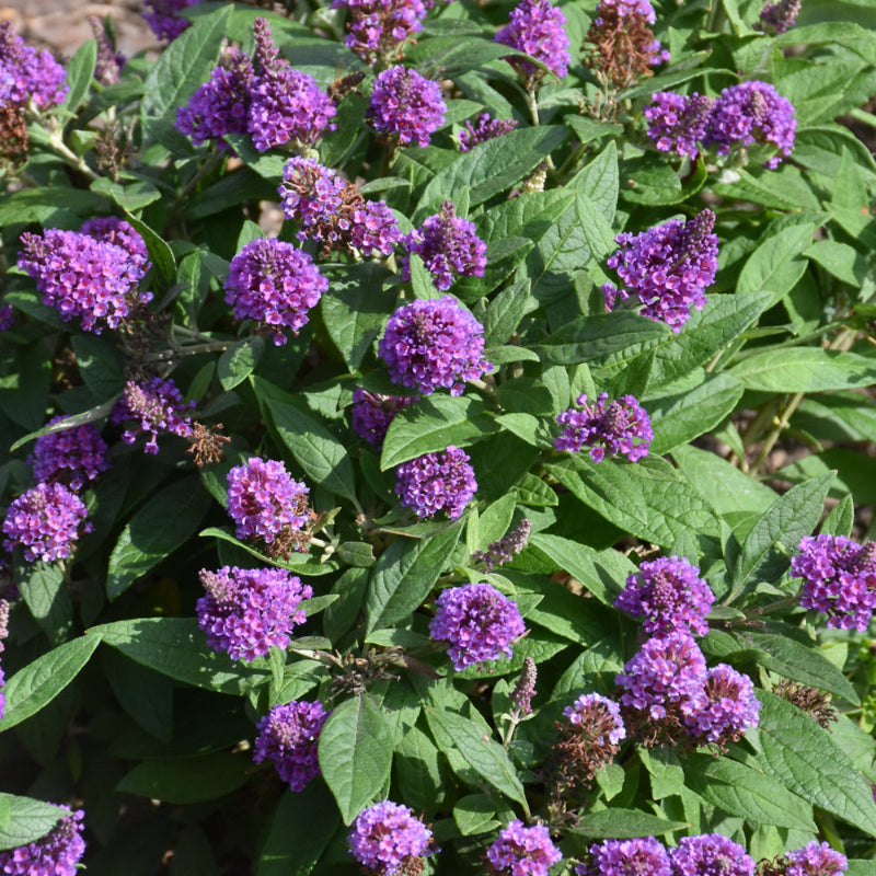 BUTTERFLY BUSH CHRYSALIS PURPLE