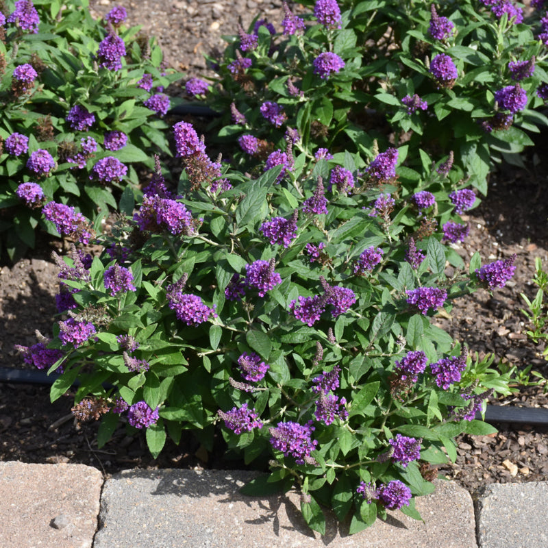 BUTTERFLY BUSH CHRYSALIS PURPLE