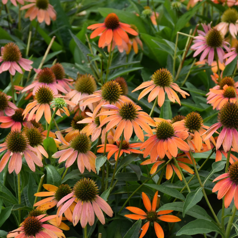 ECHINACEA ARTISAN SOFT ORANGE