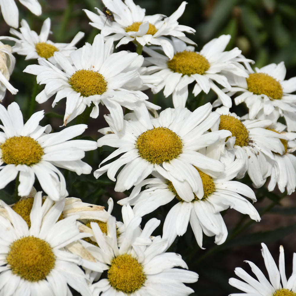 LEUCANTHEMUM WHITECAP