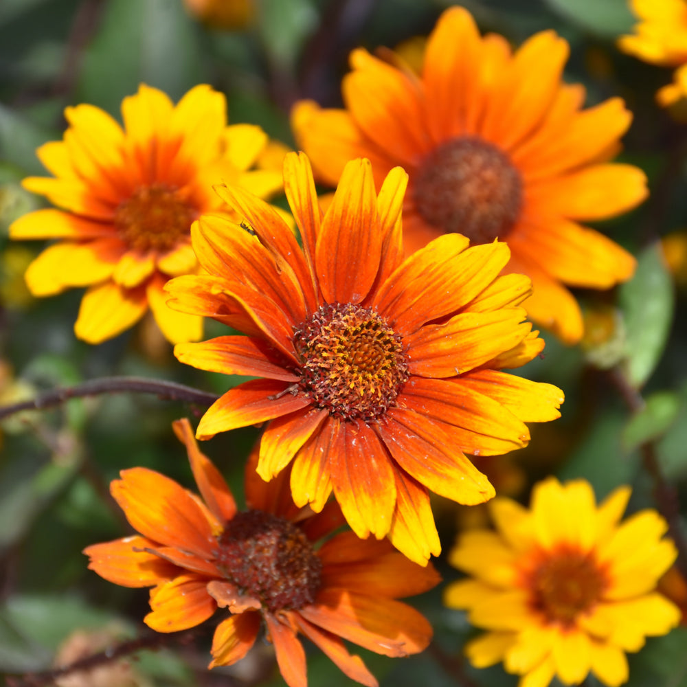 HELIOPSIS SUMMER ECLIPSE