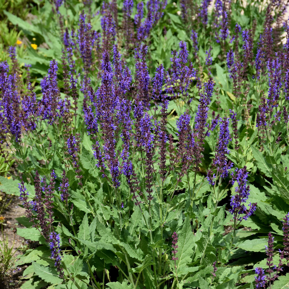 SALVIA BLUE BY YOU
