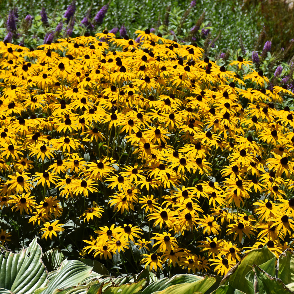 RUDBECKIA FULGIDA GOLDBLITZ