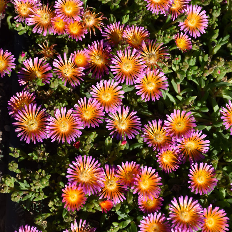 DELOSPERMA OCEAN SUNSET ORANGE GLOW