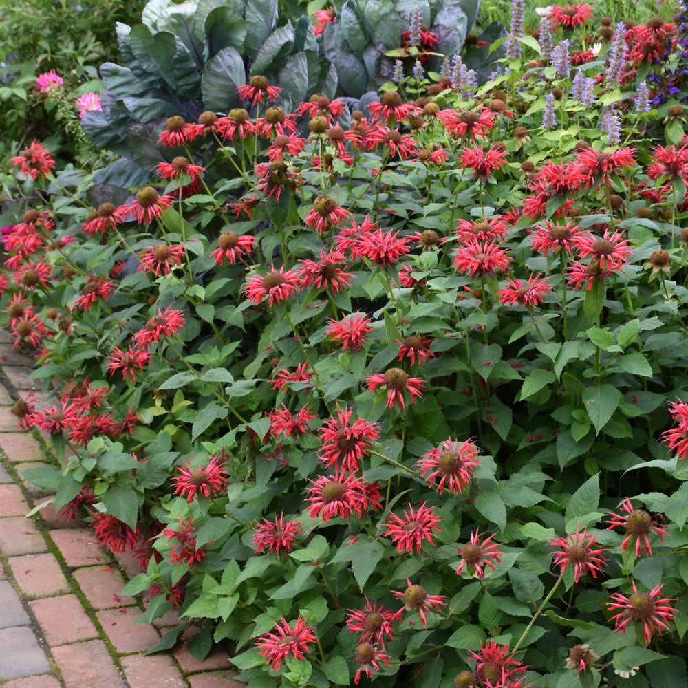 MONARDA CAMBRIDGE SCARLET