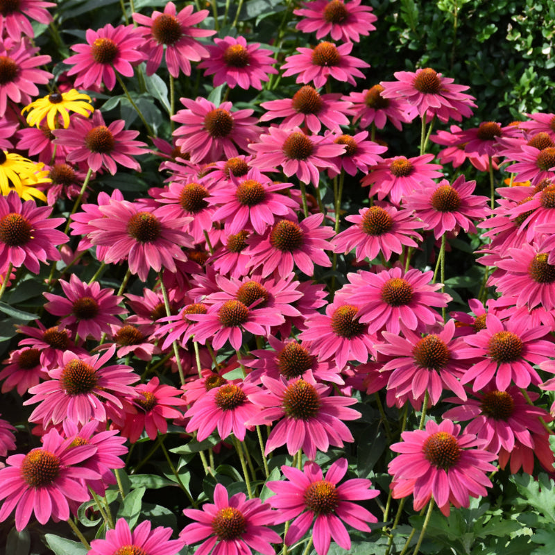 ECHINACEA SOMBRERO TRES AMIGOS